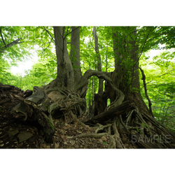 登山道で出会った森の木・北海道風景写真 1枚目の画像