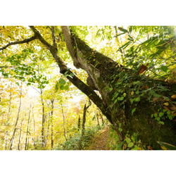秋の登山道で出会った木、北海道風景写真 1枚目の画像