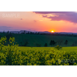 【A4可能】夕焼け空と菜の花畑 アートポスター 北海道風景写真 1枚目の画像