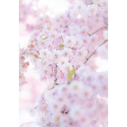 ふんわり垂れ桜・花の写真を飾ろう、花写真 1枚目の画像