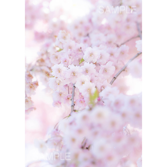 ふんわり垂れ桜・花の写真を飾ろう、花写真 1枚目の画像