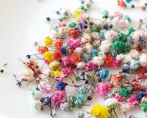 biidoro.0708様◇【ドライフラワー】かすみ草の蕾 着色（823