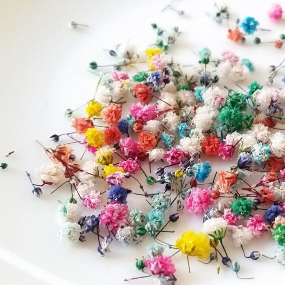 ♡カラフルかすみ草♡ドライフラワー♡6色MIX【送料無料】 その他