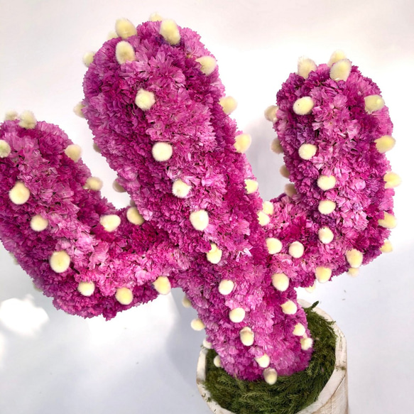 【値下げ】Cactus(ハンズ37/ピンク) カラフルサボテンオブジェ　ドライフラワースターチス 4枚目の画像
