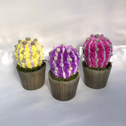 【値下げ】Cactus(バルーン23/イエロー) カラフルサボテンオブジェ　ドライフラワースターチス 4枚目の画像