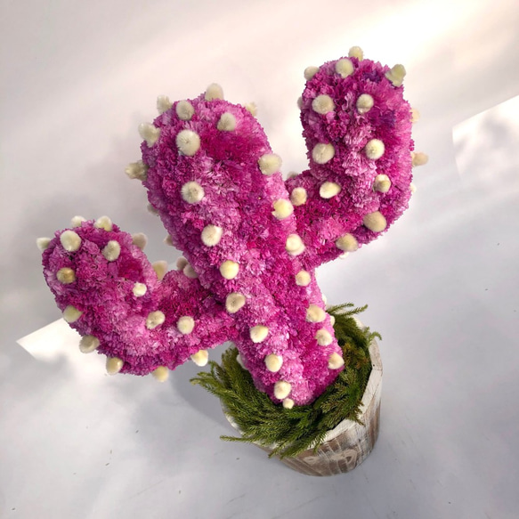 【値下げ】Cactus(ハンズ34/ピンク) カラフルサボテンオブジェ　ドライフラワースターチス 2枚目の画像
