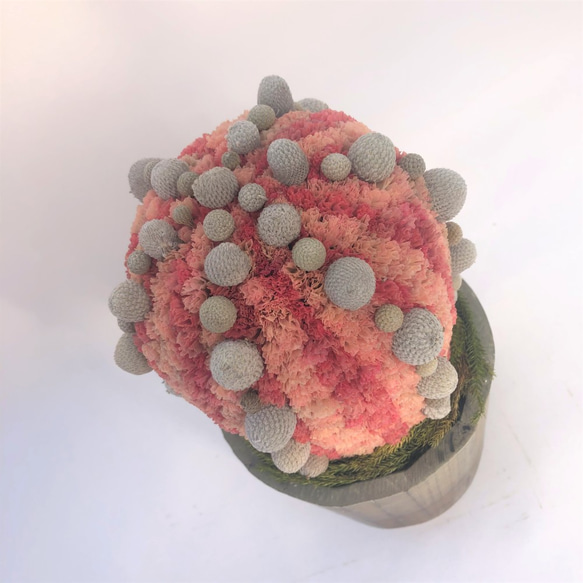 【値下げ】Cactus(バルーン23/オレンジ) カラフルサボテンオブジェ　ドライフラワースターチス 2枚目の画像