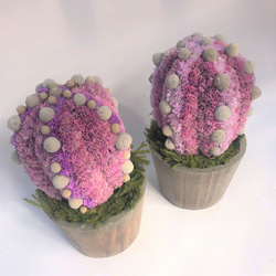 【値下げ】Cactus(5ウィングス/サクラ) カラフルサボテンオブジェ　ドライフラワースターチス 4枚目の画像