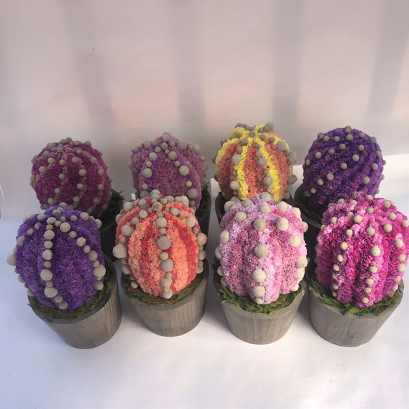 【値下げ】Cactus(6ウィングス/ラベンダー) カラフルサボテンオブジェ　ドライフラワースターチス 6枚目の画像