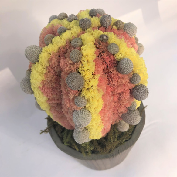 【値下げ】Cactus(6ウィングス/オレンジ) カラフルサボテンオブジェ　ドライフラワースターチス 3枚目の画像