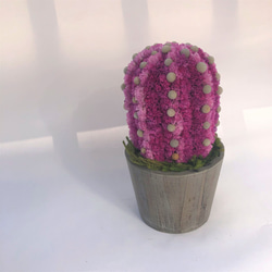 【値下げ】Cactus(8ウィングス/ピンク) カラフルサボテンオブジェ　ドライフラワースターチス 1枚目の画像
