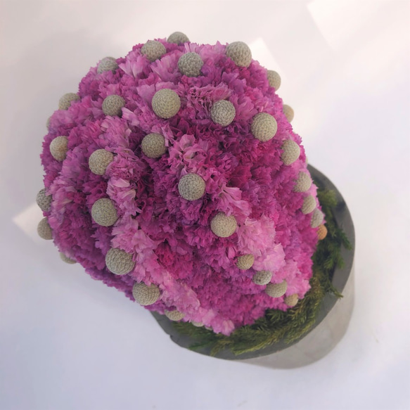 【値下げ】Cactus(8ウィングス/ピンク) カラフルサボテンオブジェ　ドライフラワースターチス 3枚目の画像