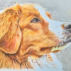 ペットの似顔絵色鉛筆画 (A3サイズ 300mm×420mm) イラスト アトリエ