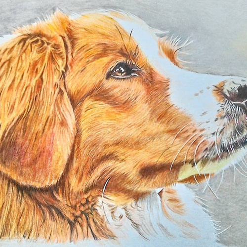 リアル色鉛筆画【原画】NO.2 犬の絵 絵画 鳳雛色鉛筆画家 通販