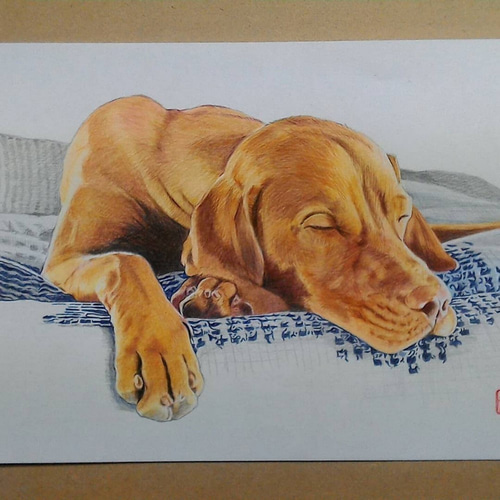 ペットの似顔絵色鉛筆画 (A3サイズ 300mm×420mm) イラスト