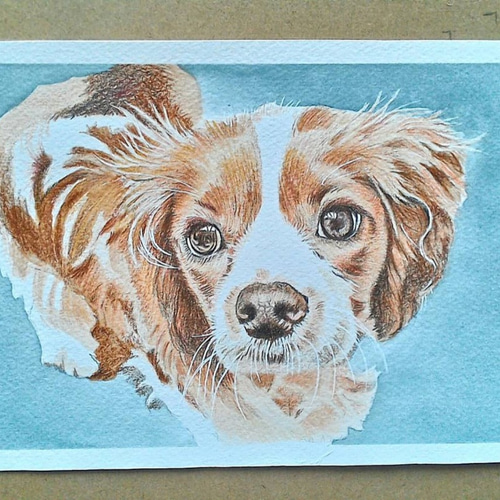 ドローイング 柴犬 犬 動物 原画 パステル画 アート 絵画 一点物  