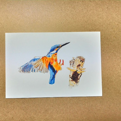 0039  色鉛筆　イラスト　小鳥　 A4サイズ 1枚目の画像