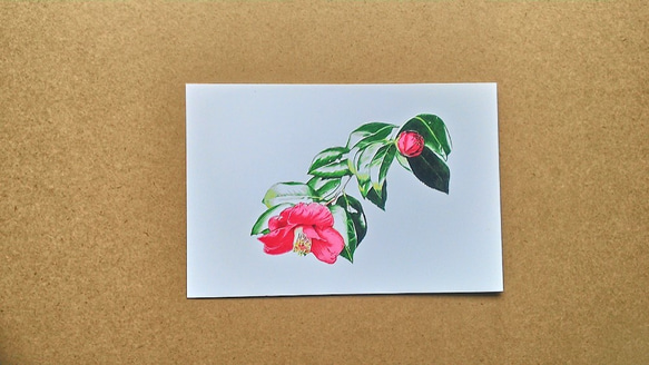 0033  色鉛筆　イラスト　花　ツバキ A4サイズ 1枚目の画像