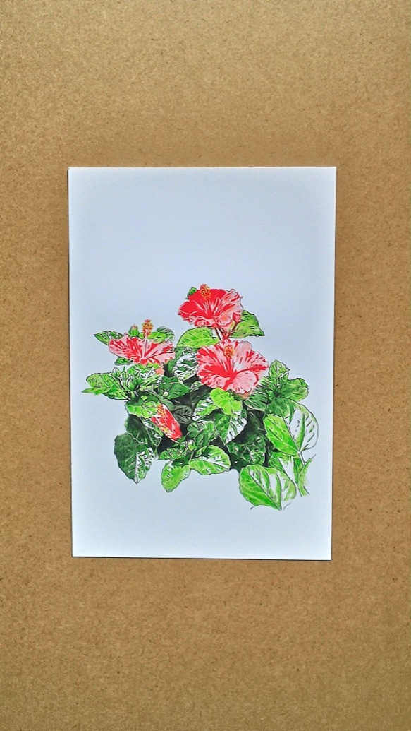 0035  色鉛筆　イラスト　花　ハイビスカス　 A4サイズ 1枚目の画像
