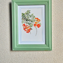 0036  色鉛筆　イラスト　花　ノウゼンカヅラ　 A4サイズ 2枚目の画像