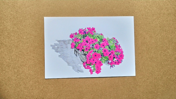0037  色鉛筆　イラスト　花　　 A4サイズ 1枚目の画像