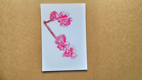 0047 色鉛筆 イラスト 花 ウメ A4サイズ イラスト アトリエ雅夫 通販