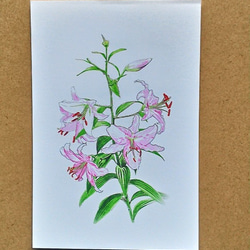 0048  色鉛筆　イラスト　花　ユリ　 A4サイズ 1枚目の画像