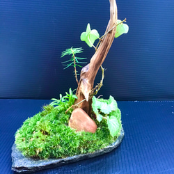 苔盆景(苔島キバ) 4枚目の画像