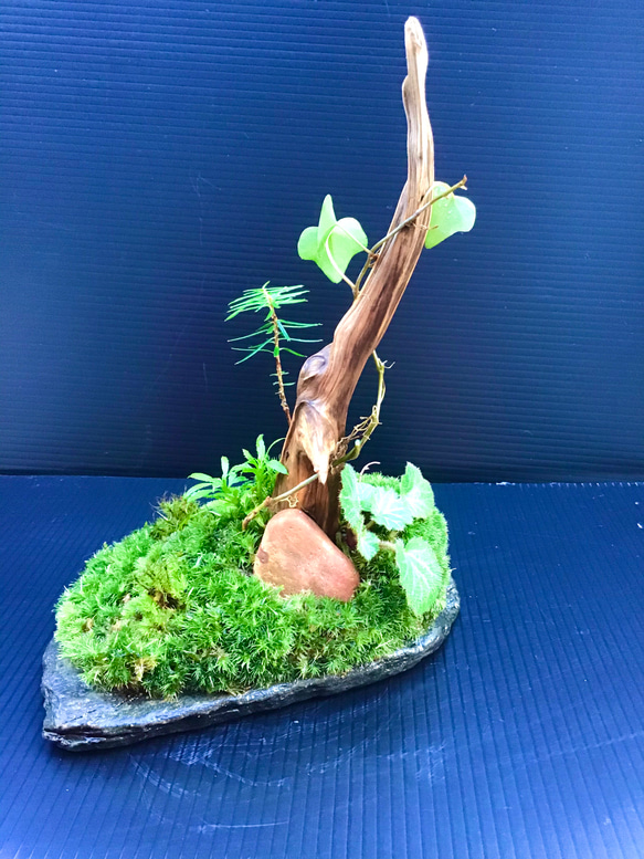 苔盆景(苔島キバ) 4枚目の画像