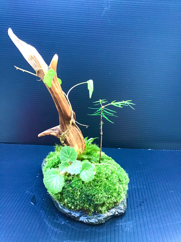 苔盆景(苔島キバ) 5枚目の画像