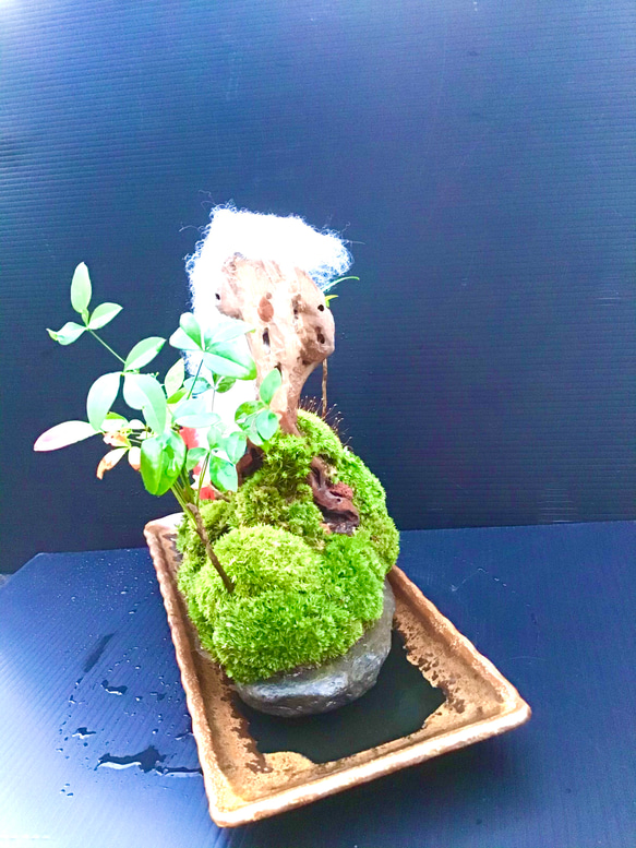 苔盆景(苔島蒼山&鳥居) 5枚目の画像