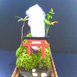 苔盆景(苔島蒼山&鳥居) 9枚目の画像