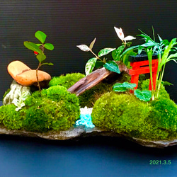 苔盆景(苔島三遊志) 1枚目の画像