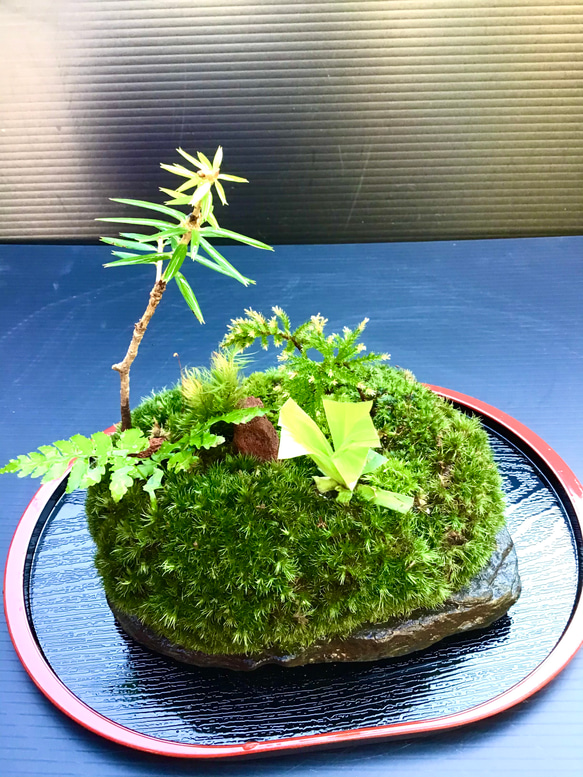 苔島雲 1枚目の画像