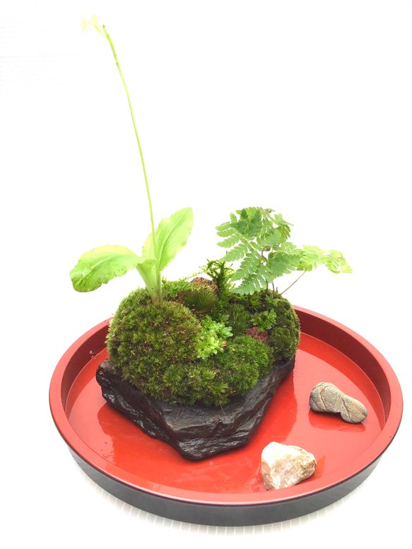 苔盆栽(苔島溶岩亡丘) 2枚目の画像