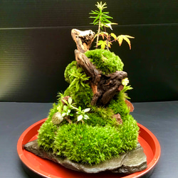 苔盆栽(苔島溶岩亡丘) 8枚目の画像