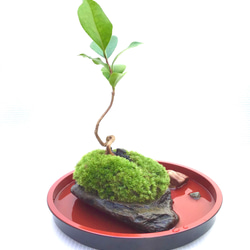 苔盆栽(苔島孤高の椿) 2枚目の画像