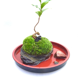 苔盆栽(苔島孤高の椿) 3枚目の画像