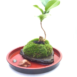 苔盆栽(苔島孤高の椿) 5枚目の画像