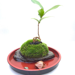 苔盆栽(苔島孤高の椿) 6枚目の画像