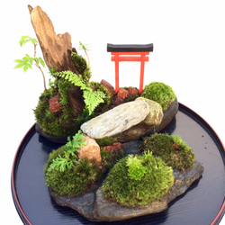 苔盆栽(苔島清澄嶺) 2枚目の画像