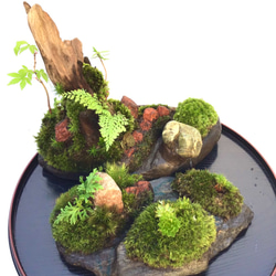 苔盆栽(苔島清澄嶺) 4枚目の画像