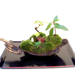 苔盆栽(苔島唐から来た鑑真) 3枚目の画像