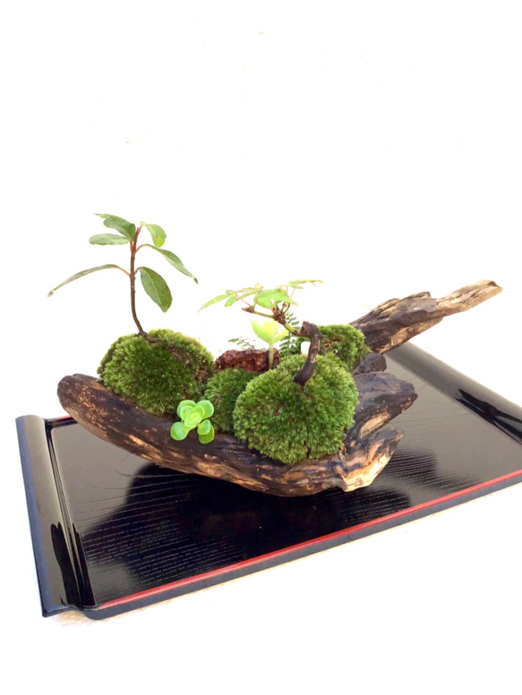 苔盆栽(苔島唐から来た鑑真) 5枚目の画像