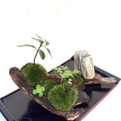 苔盆栽(苔島唐から来た鑑真) 8枚目の画像