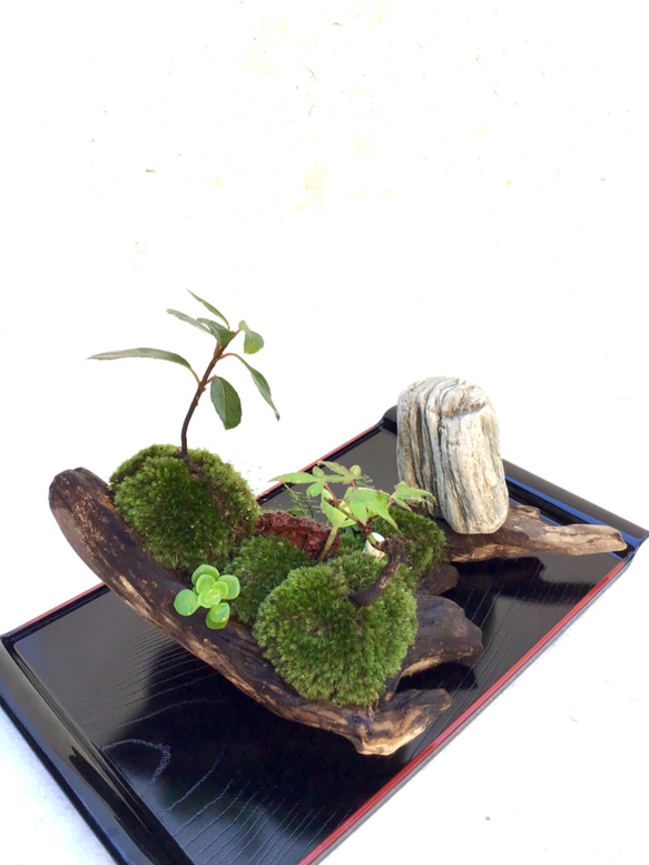 苔盆栽(苔島唐から来た鑑真) 8枚目の画像