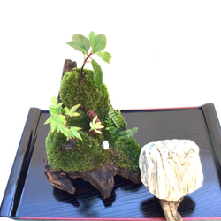 苔盆栽(苔島唐から来た鑑真) 10枚目の画像