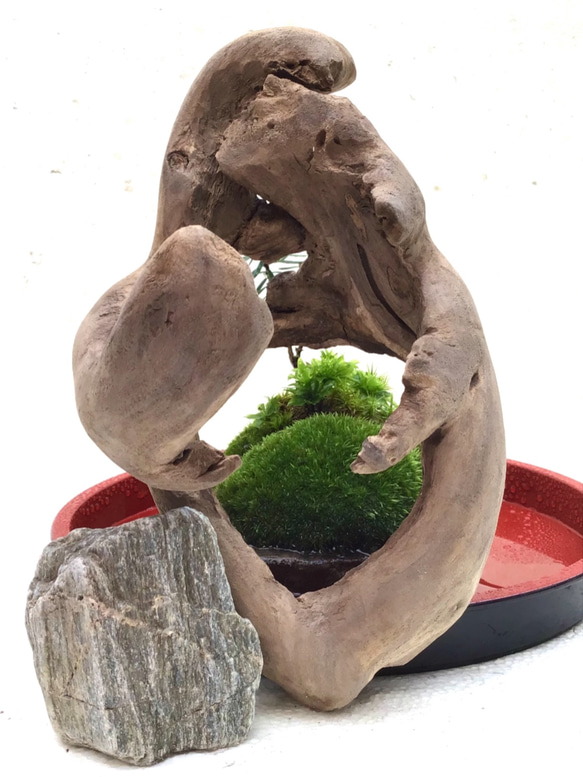 苔盆栽(苔島魔法の鏡) 2枚目の画像