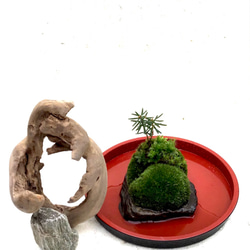 苔盆栽(苔島魔法の鏡) 3枚目の画像