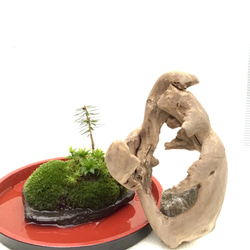 苔盆栽(苔島魔法の鏡) 5枚目の画像